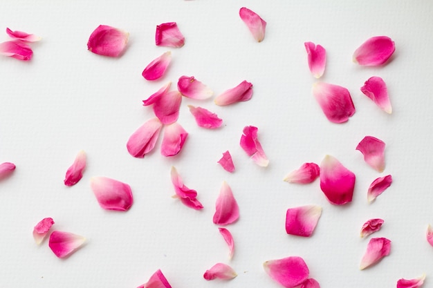 Close up image of pink roses on black background