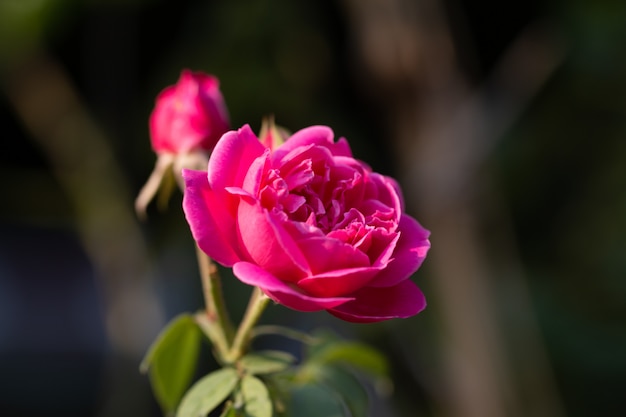 Foto chiuda sull'immagine delle rose rosa