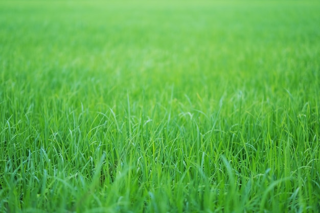 Close up image of rice field in green season