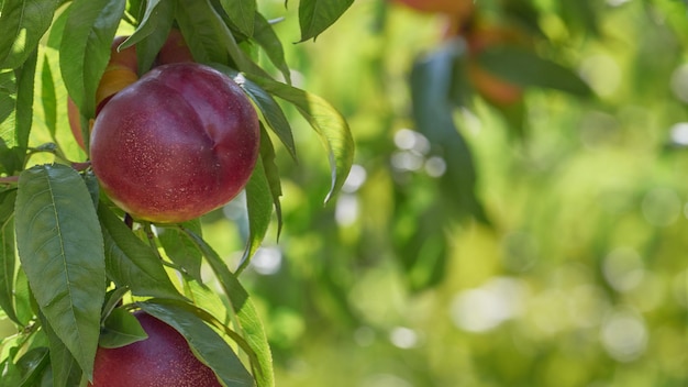 Close up image with natural nectarines on the tree branch and defocused illuminated background