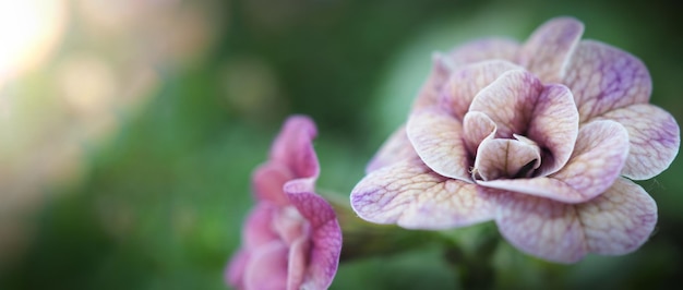 Close up images of Double Impattiens rose are popular garden annuals