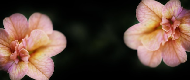 Double Impattiens 장미의 클로즈업 이미지는 인기 있는 정원 연감입니다.