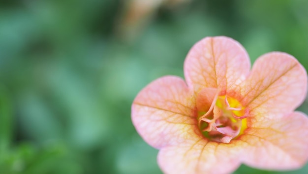 Le immagini ravvicinate della rosa di double impattiens sono annuali da giardino popolari