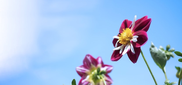 후라노 지방 북부의 붉은 색 달리아 꽃과 맑고 푸른 하늘의 이미지를 닫습니다
