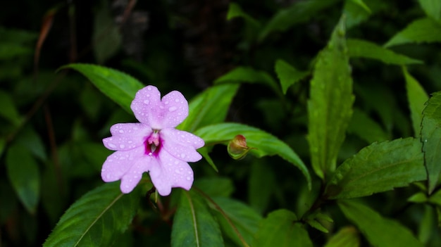 산에 있는 impatiens pulcherrima 꽃의 클로즈업