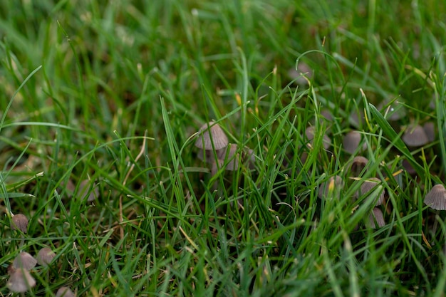 close-up in het groene gras kleine grijze paddenstoelen