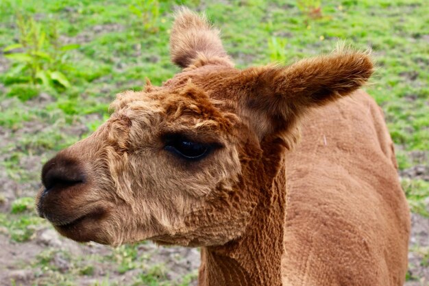 Close-up in het veld