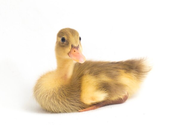 Close-up of indian runner duck