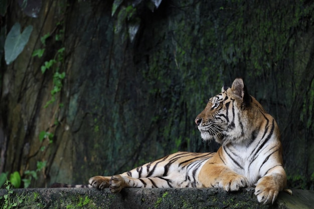 Close up Indochinese tiger is beautiful animal and dangerous in forest