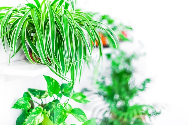 Close-up of indoor green plants