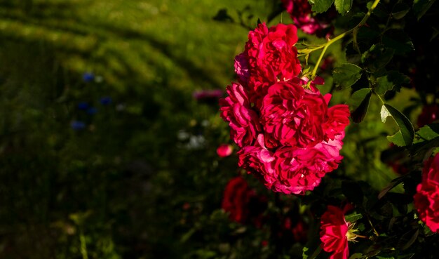 Photo close up of the informal repeatflowering garden rose on dark background romantic luxury background