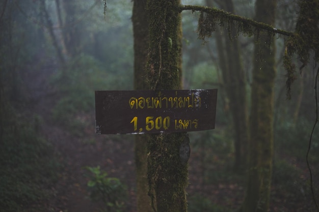 Photo close-up of information sign on tree trunk in forest