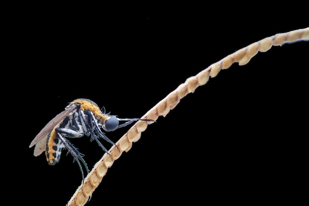 Photo close-up of insect against black background