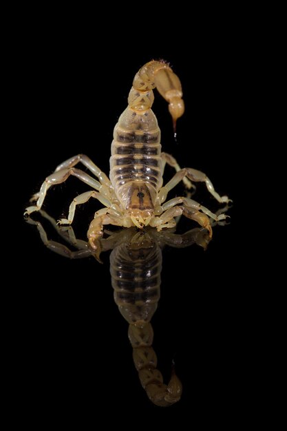 Close-up of insect against black background