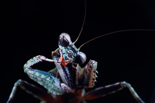 close-up of insect against black background