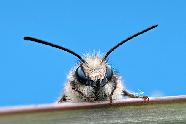 Близкий снимок насекомого на фоне голубого неба