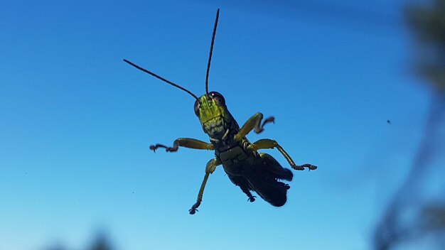 Close-up of insect against blue sky