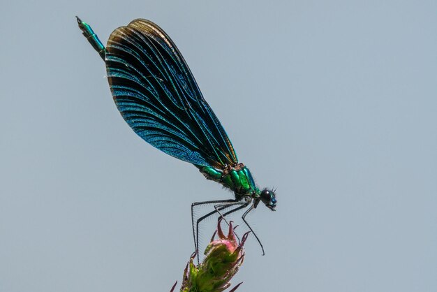 Close-up of insect against clear blue sky