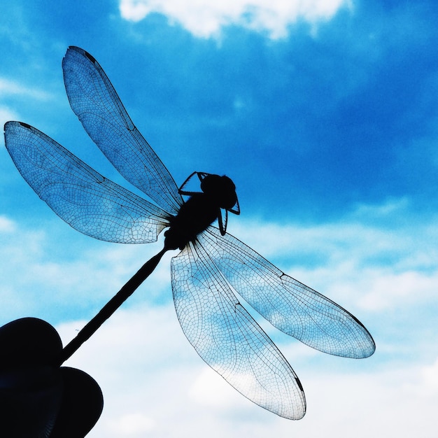 Photo close-up of insect against sky