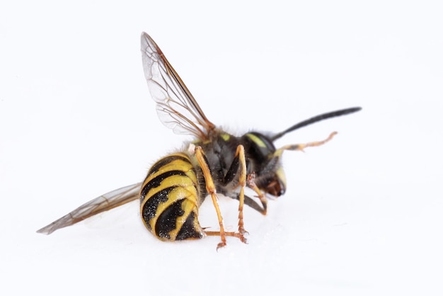 Photo close-up of insect against white background