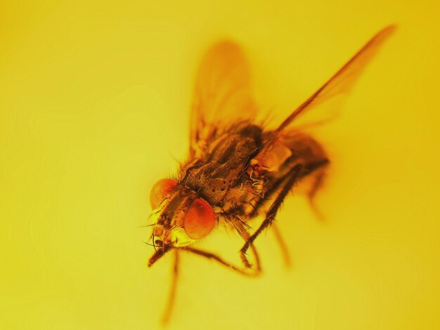 Close-up of insect against yellow background