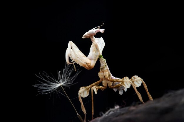 Photo close-up of insect over black background