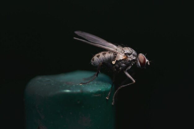 Photo close-up of insect over black background