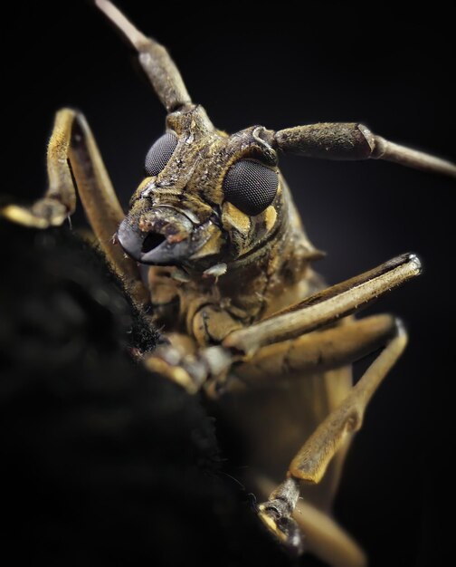 Photo close-up of insect on black background