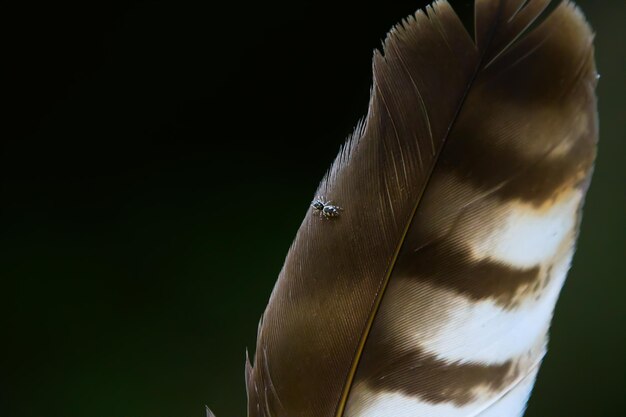 Photo close-up of insect over black background