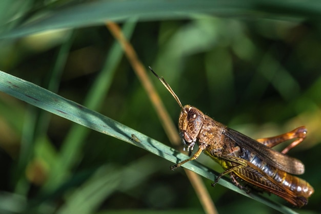 Photo close-up of insect on blade of grass