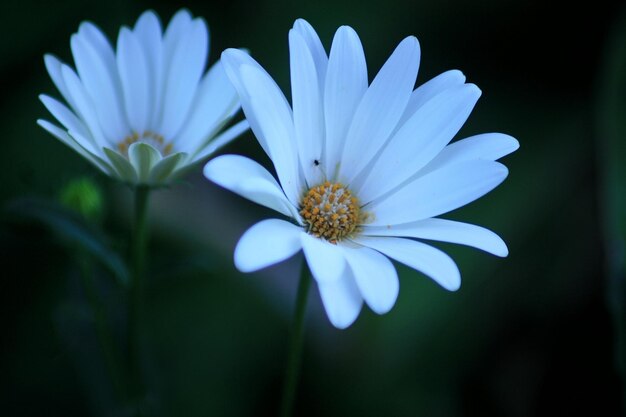 Photo close-up of insect blooming outdoors