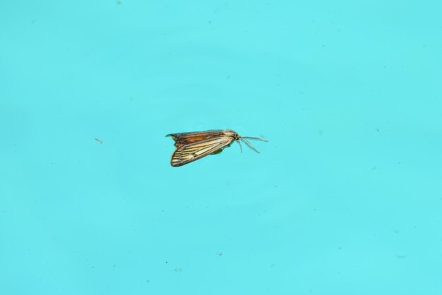 Close-up of insect on blue surface