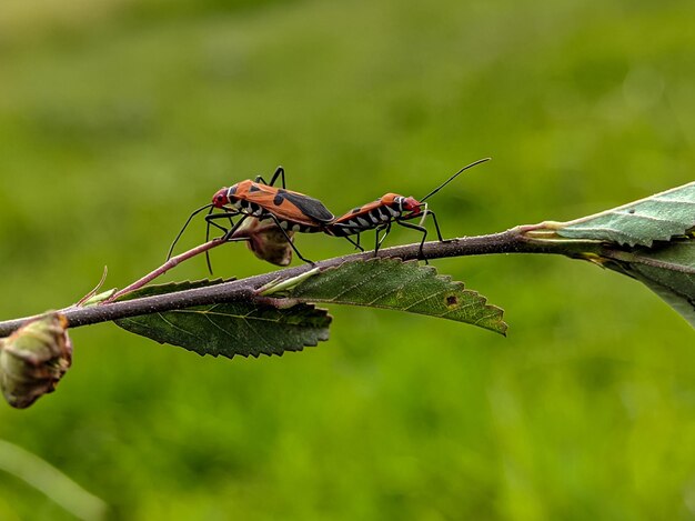 Close-up of insect on branch