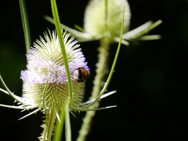 Photo close-up of insect bumblebee on flowering thistle