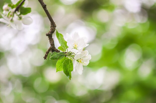 Close-up of insect on cherry blossom