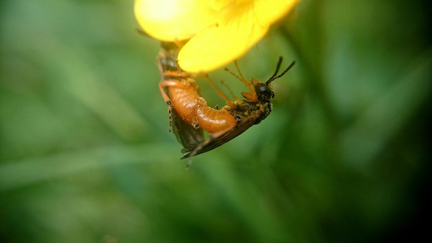 切り取られた花の昆虫のクローズアップ