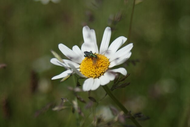 Close-up of insect on daisy