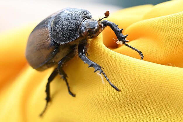 Photo close-up of insect escarabajo insecto