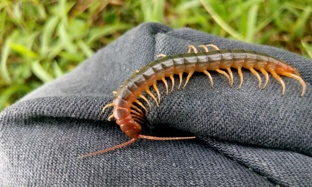 Close-up of insect on fabric