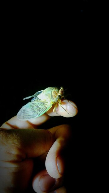 Close-up of insect on finger at night