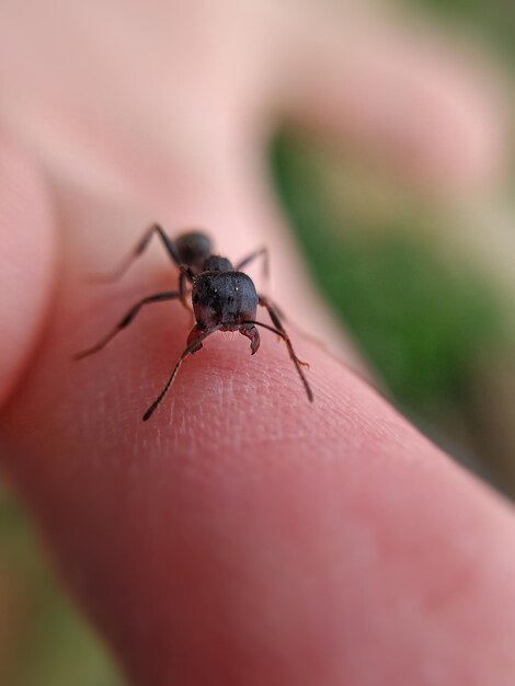 Photo close-up of insect on finger