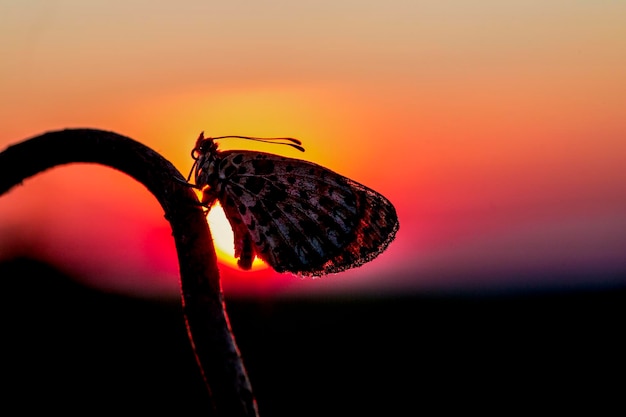 Foto close-up di un insetto su un fiore contro il cielo al tramonto