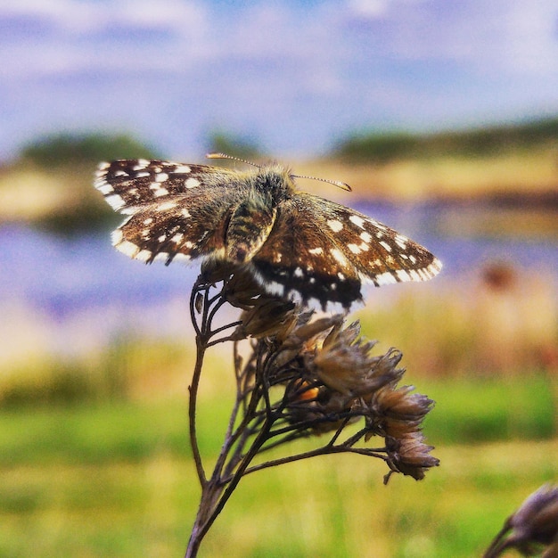 Foto close-up di un insetto su un fiore contro il cielo