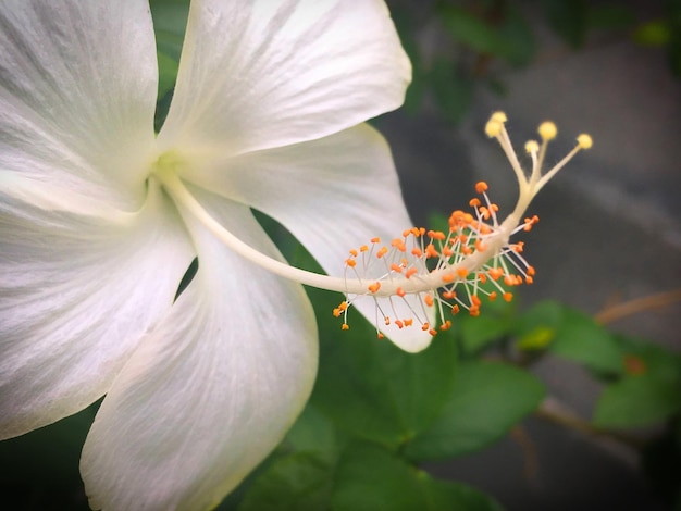 Photo close-up of insect on flower blooming outdoors