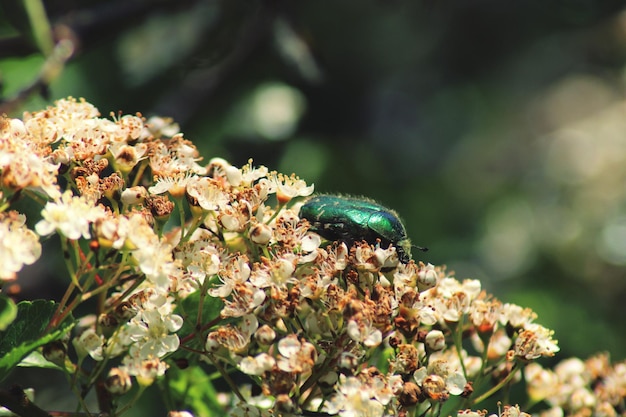 Photo close-up of insect on flower rose chafer beetle