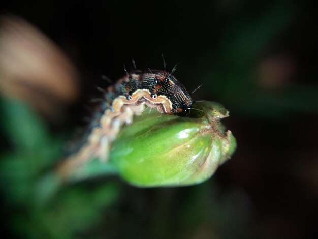 Foto prossimo piano di un insetto sul fiore