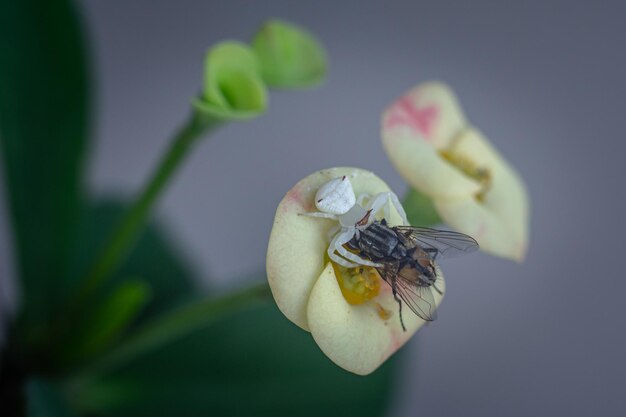 Close-up of insect on flower