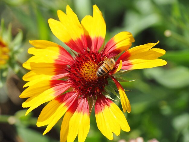 Close-up of insect on flower