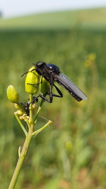 Photo close-up of insect on flower