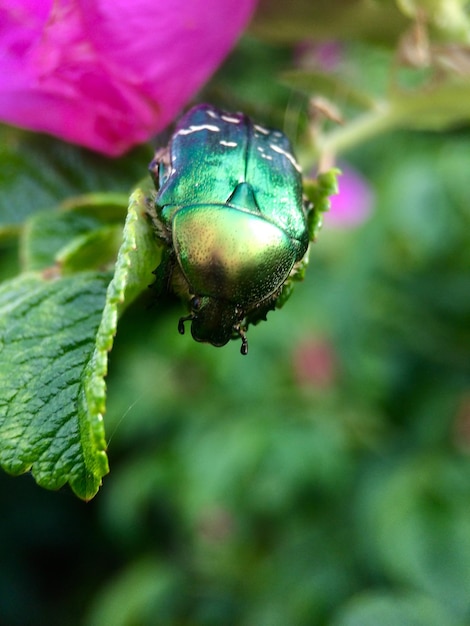 花の上の昆虫のクローズアップ